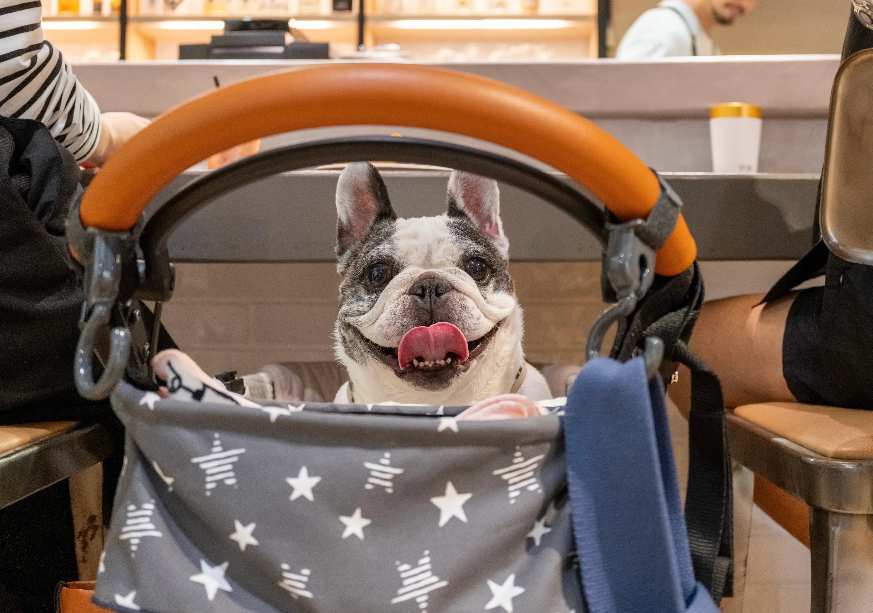 【新潟イベントレポ】G.lab NIIGATA「夜のきよし個展」で愛犬フォトマグネット作成！フレブル天国でした